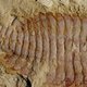 Image for article titled Scientists Have Found Fossilized Brains